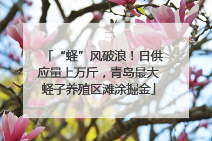 “蛏”风破浪！日供应量上万斤，青岛最大蛏子养殖区滩涂掘金