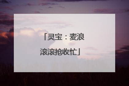 灵宝：麦浪滚滚抢收忙
