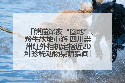 熊猫深夜“圈地”、羚牛故地重游 四川崇州红外相机定格近20种珍稀动物呆萌瞬间