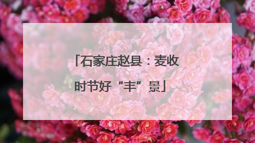 石家庄赵县：麦收时节好“丰”景