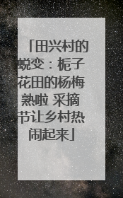 田兴村的蜕变：栀子花田的杨梅熟啦 采摘节让乡村热闹起来