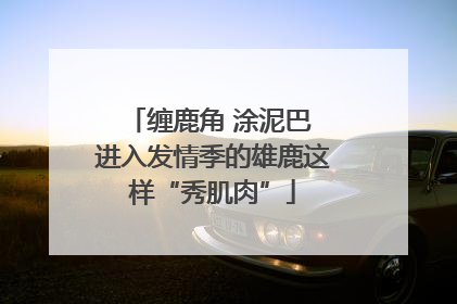 缠鹿角 涂泥巴 进入发情季的雄鹿这样“秀肌肉”