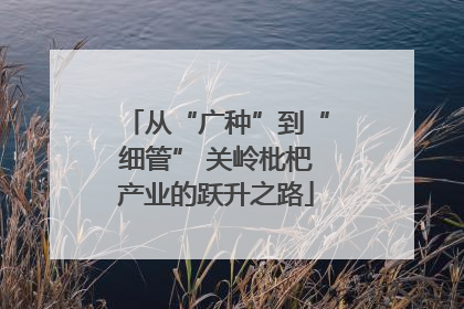 从“广种”到“细管” 关岭枇杷产业的跃升之路