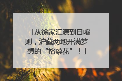 从徐家汇源到日喀则，沪藏两地开满梦想的“格桑花”！
