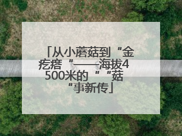 从小蘑菇到“金疙瘩“——海拔4500米的““菇“事新传