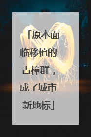 原本面临移植的古樟群，成了城市新地标