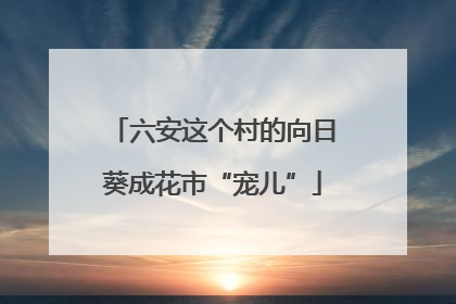 六安这个村的向日葵成花市“宠儿”