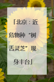 北京：近危物种“树舌灵芝”现身丰台
