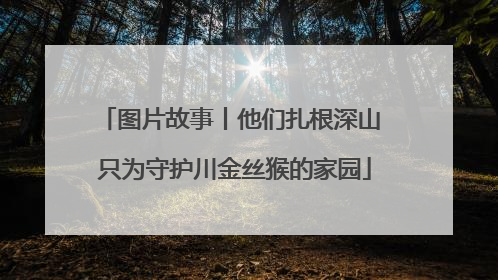图片故事丨他们扎根深山 只为守护川金丝猴的家园