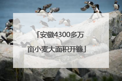 安徽4300多万亩小麦大面积开镰