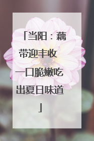 当阳：藕带迎丰收 一口脆嫩吃出夏日味道
