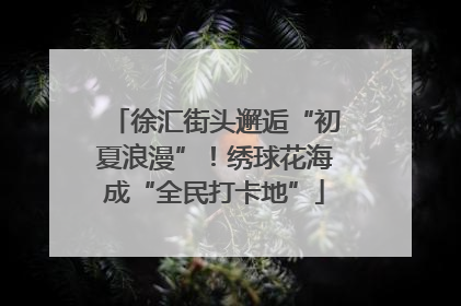 徐汇街头邂逅“初夏浪漫”！绣球花海成“全民打卡地”