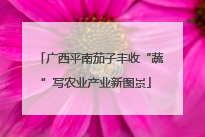 广西平南茄子丰收“蔬”写农业产业新图景