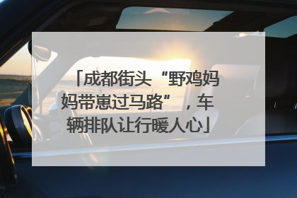 成都街头“野鸡妈妈带崽过马路”，车辆排队让行暖人心