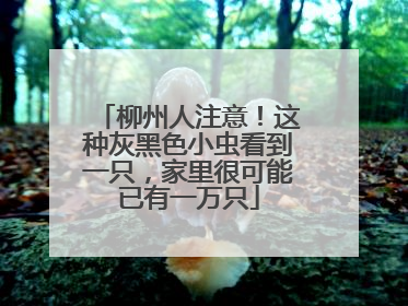 柳州人注意！这种灰黑色小虫看到一只，家里很可能已有一万只