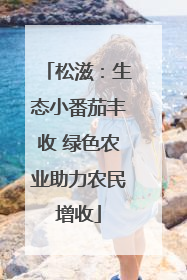 松滋：生态小番茄丰收 绿色农业助力农民增收
