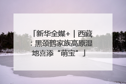 新华全媒+｜西藏：黑颈鹤家族高原湿地喜添“萌宝”