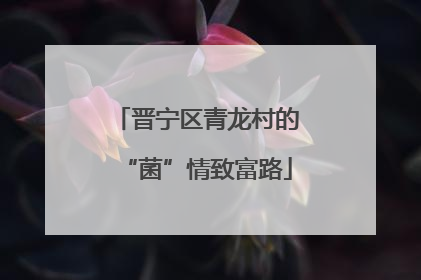 晋宁区青龙村的“菌”情致富路
