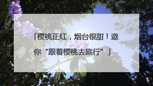 樱桃正红，烟台很甜！邀你“跟着樱桃去旅行”