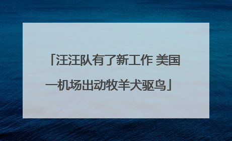 汪汪队有了新工作 美国一机场出动牧羊犬驱鸟