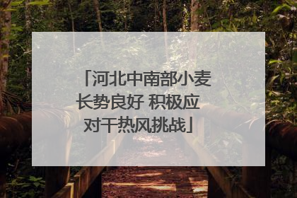 河北中南部小麦长势良好 积极应对干热风挑战
