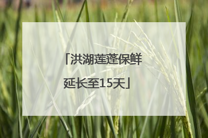 洪湖莲蓬保鲜延长至15天