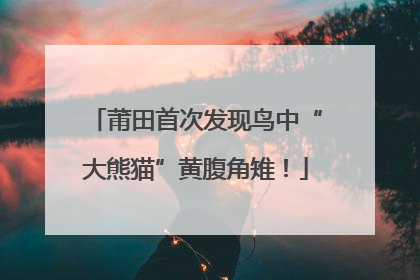 莆田首次发现鸟中“大熊猫”黄腹角雉！