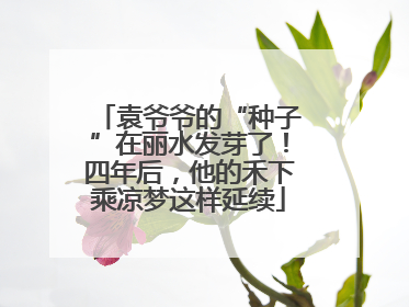 袁爷爷的“种子”在丽水发芽了！四年后，他的禾下乘凉梦这样延续