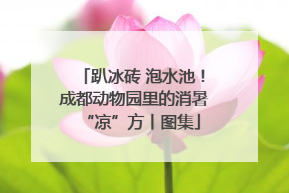 趴冰砖 泡水池！成都动物园里的消暑“凉”方丨图集