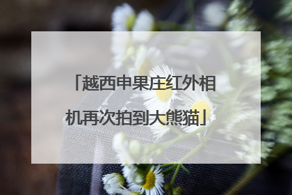 越西申果庄红外相机再次拍到大熊猫