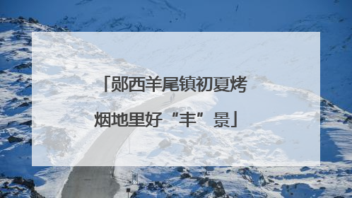 郧西羊尾镇初夏烤烟地里好“丰”景