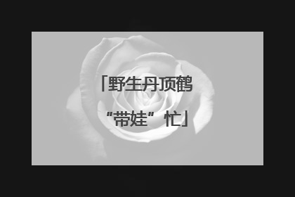 野生丹顶鹤“带娃”忙