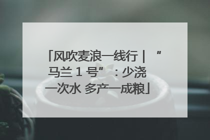 风吹麦浪一线行｜“马兰 1 号”：少浇一次水 多产一成粮