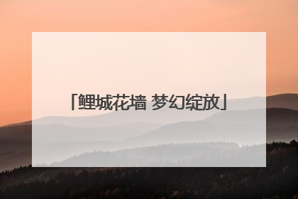 鲤城花墙 梦幻绽放
