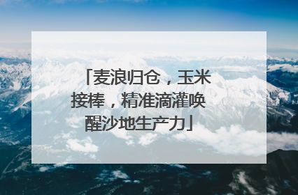 麦浪归仓，玉米接棒，精准滴灌唤醒沙地生产力