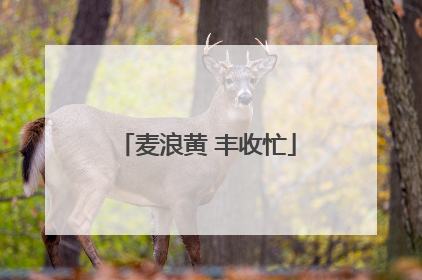 麦浪黄 丰收忙