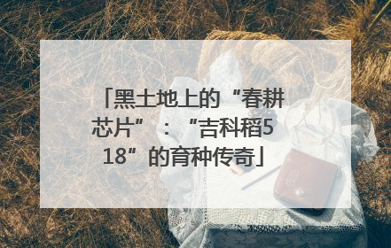 黑土地上的“春耕芯片”：“吉科稻518”的育种传奇