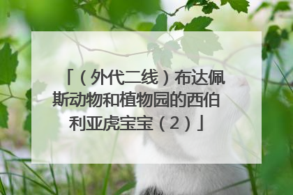 （外代二线）布达佩斯动物和植物园的西伯利亚虎宝宝（2）