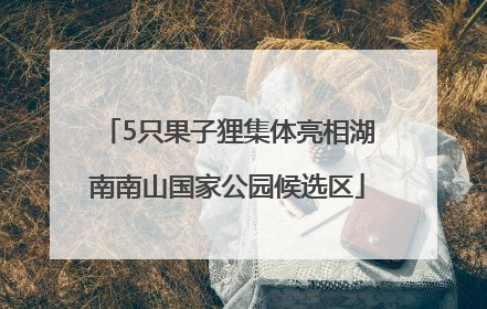 5只果子狸集体亮相湖南南山国家公园候选区